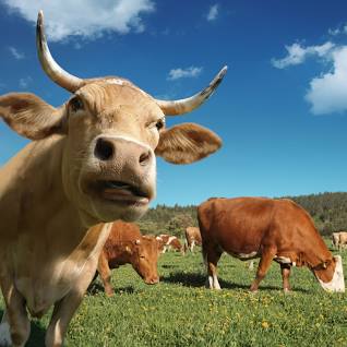 A cow is standing in the grass with other cows.